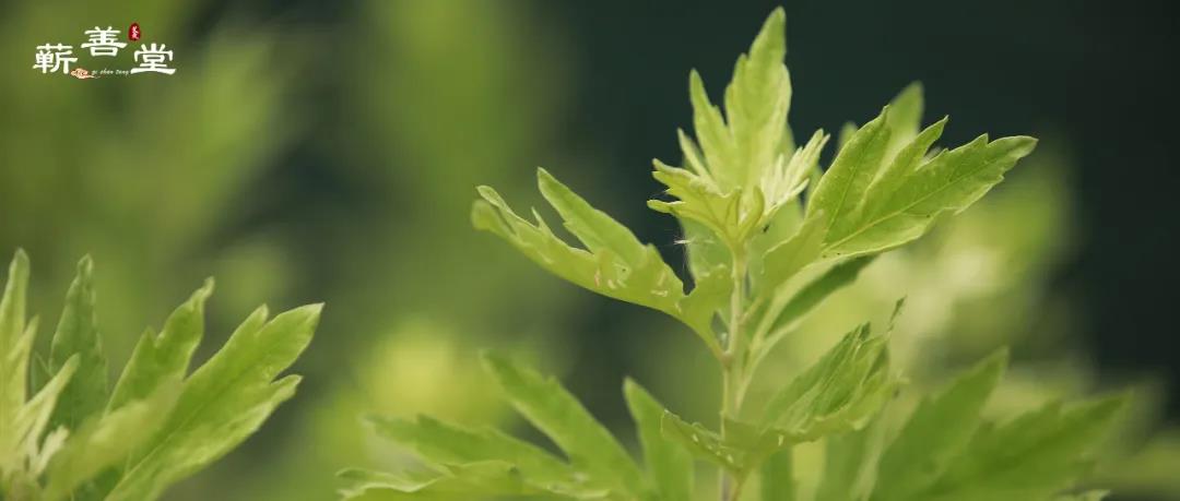 有一種艾，叫眾里尋她千百年