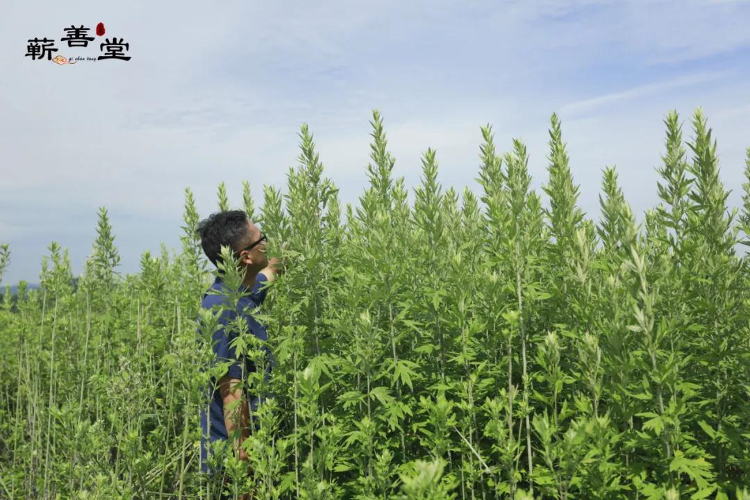 為什么蘄艾被稱(chēng)為“艾草之王”——最全的科學(xué)依據告訴你