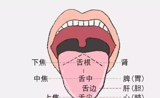 身體好不好，舌頭全知道